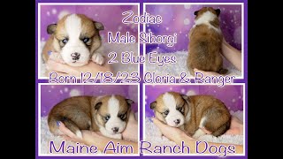 Amazing Siborgi puppy named Zodiac 3 weeks old by Maine Aim Ranch Dogs 36 views 3 months ago 1 minute