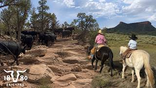 Driving Cows From The Desert To The Bears Ears. Branding Day With BIG Calves!