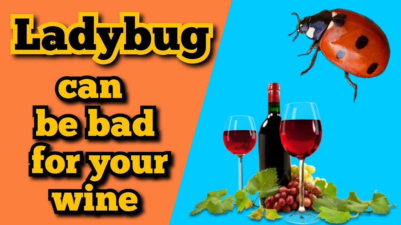 The Name Lady Refers To The Virgin Mary Amazing Facts About Ladybugs YouTube