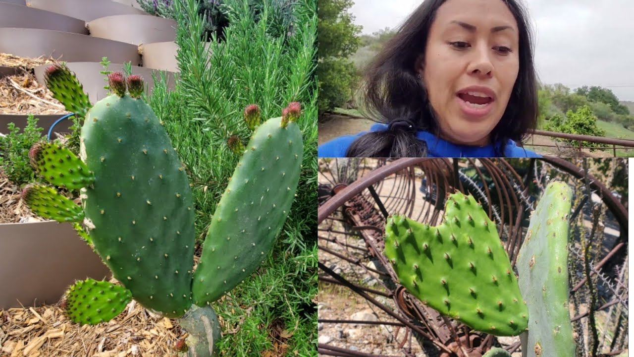 Prickly pear Cactus vs. Cactus Pad (Nopalitos / Tuna) 🌵 ♥️ Should You