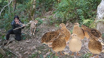 Discovering wild quail in the forest | Hunting with a homemade crossbow, survival alone