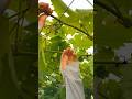 grapes 🍇vine branches bending process #satisfying #pruning #farming #agriculture