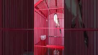 Cendet Isian Gereja Tarung  Roll Speed