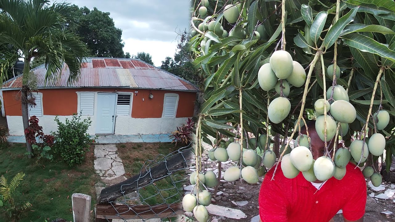 La vida del Campo en el mamon, Casitas de campo y muchos frutas.