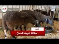 تعيش بالجنوب الشرقي كساب يكشف مميزات سلالة أغنام الدمان ولودة وتتأقلم مع المناخ وتتغذى على التمر mp3