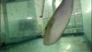 Goldenback Trigger | Xanthichthys caeruleolineatus-$800 @ WWW.NYAquatic.com