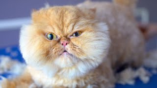 This cute cat will surprise you !!! ✂❤