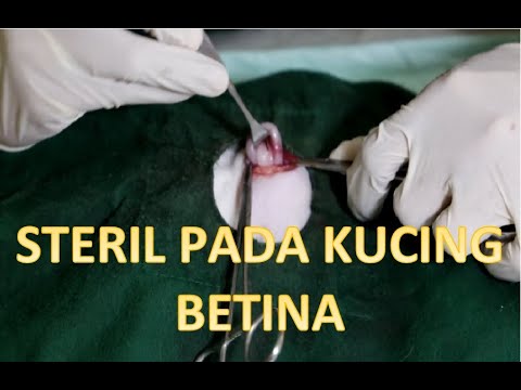 STERIL KUCING BETINA | FLANK OVARIOHYSTERIEKTOMI IN CAT