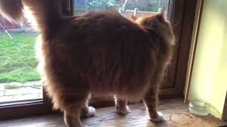 Attention seeking kitty by Satsuma the Cat 1,966 views 3 months ago 50 seconds