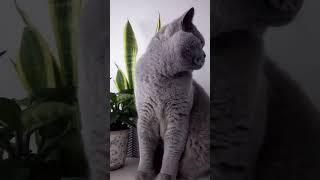 Bored looking for trouble - Theo British Shorthair #bkh #kotek #bsh #catslife #kicia