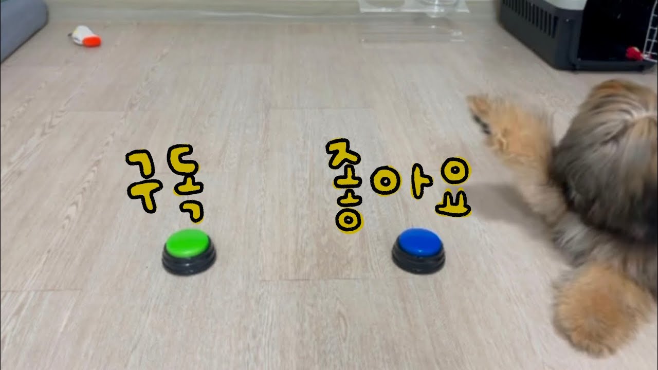 똑똑한 애기 바야바 - YouTube