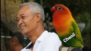 Sigitwmp: LIVE Lovebird Chenil di Gantangan