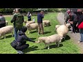 [4K NEW ZEALAND] Taking a famous farm tour at Agrodome, Rotorua