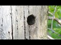 Crested tit feeding chicks in the nest