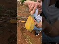 Beautiful Nature Inspur Fresh Fruit Wonderful Video Of Industry 2272 Beautiful Nature Inspur Fresh Fruit Wonderful Video Of Industry 2272