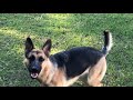 German Shepherd Fetch