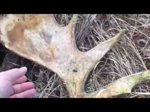 Minnesota moose shed