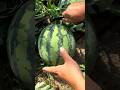 Cutting ripe watermelon very fresh - Satisfying watermelon #viral #fruit #shorts #like