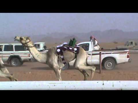 الشوط الرئيسي قعدان مفاريد م الرمح ل عبدالله أحمد الحويطي    ميدان أبو العجاج