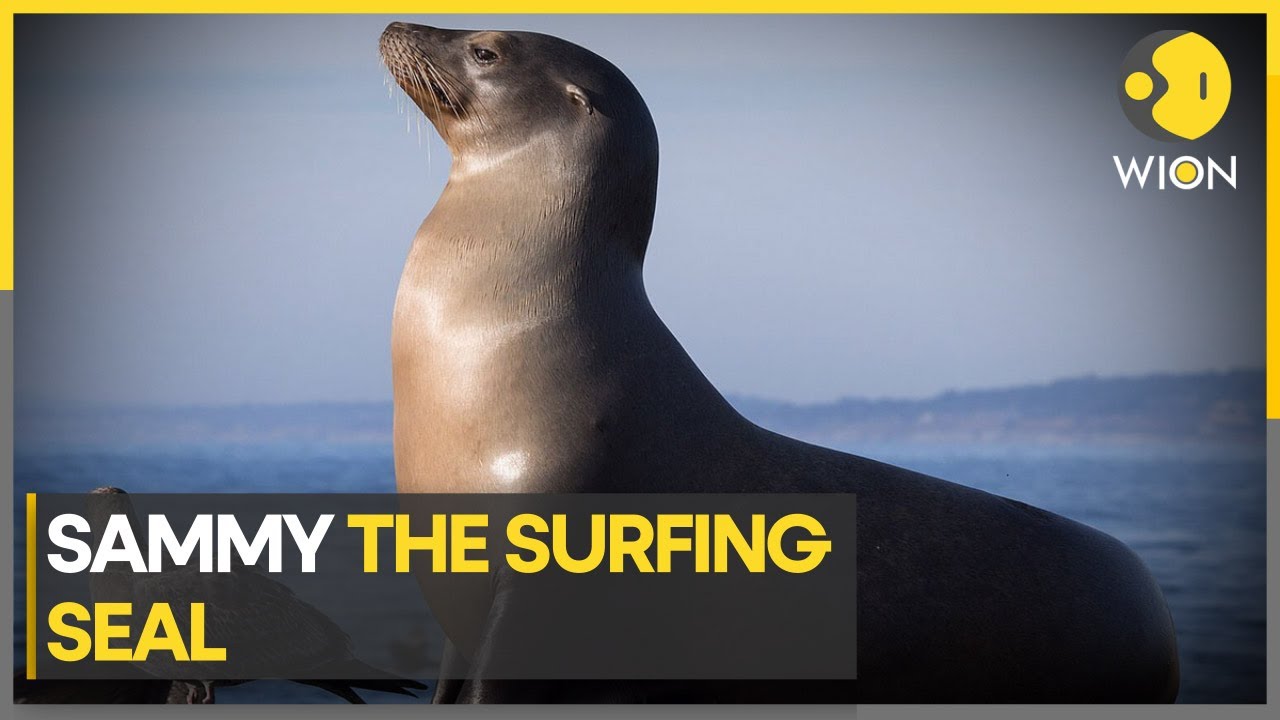 The surfing seal catches the waves in San Diego WION Climate Tracker