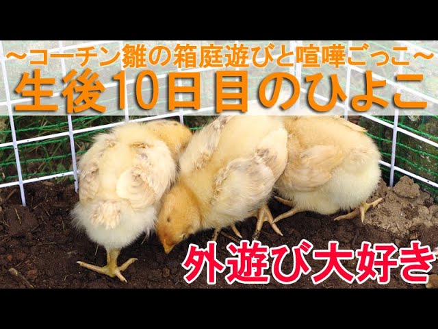 円満♡仲良しヒヨコ 生後10日目のひよこ～名古屋コーチン雌雛の箱庭遊びと喧嘩ごっこ