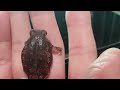 アメフクラガエル🐸パワー👐 The rain frog power,