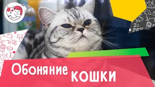 4 особенности кошачьего обоняния