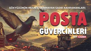 Gökyüzünün Mesafe Tanımayan Sadık Kahramanları Posta Güvercinleri