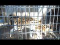 20221023 羽村市動物公園のサーバル(タカ)③