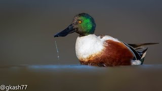 Details Dabbling Duck Guide