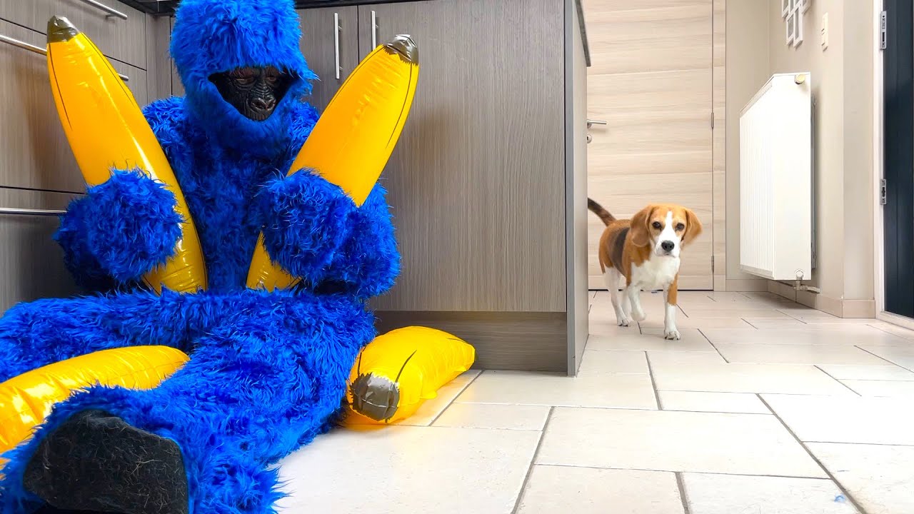 Dogs Pranked by Blue Gorilla : Funny Dog Louie Ep2 - YouTube