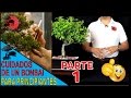 Cómo CUIDAR tu primer BONSAI "PARTE 1" | (ESPECIES APTAS/UBICACIÓN/CONDICIONES FÍSICAS)