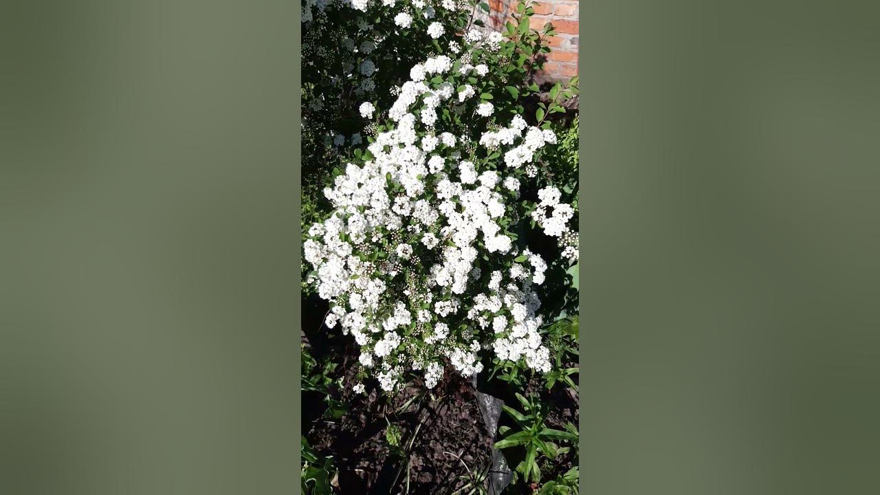 БІЛА СПІРЕЯ або СПІРЕЯ ВАНГУТТА НА СОНЦІ. WHITE SPIREA or SPIREA ...