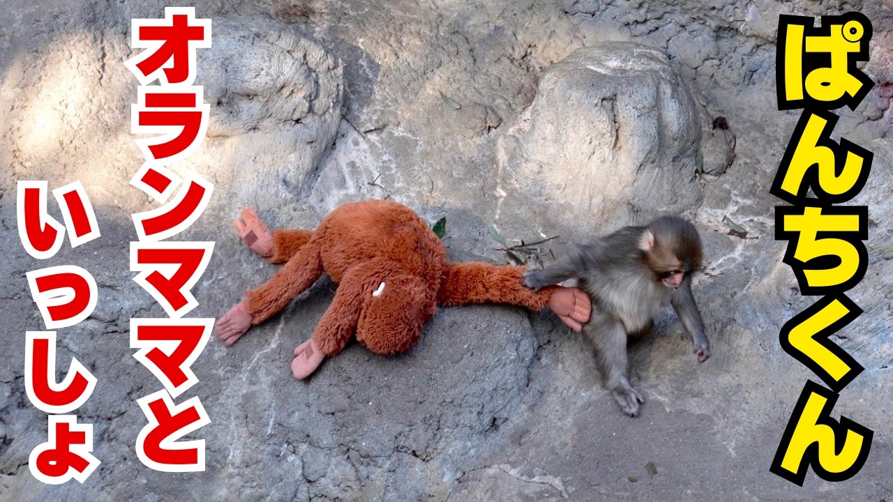 【市川市動植物園】パンチくん　やっぱりオランママとお兄さんが大好き