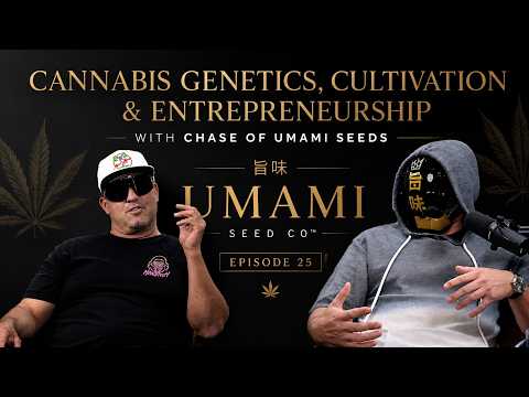 Umami Seeds Umami Seeds Cannabis Samen Genetik