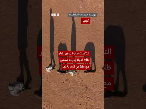 لقطات جوية لرحلة فيلة يتيمة مع رعاتها في نيروبي