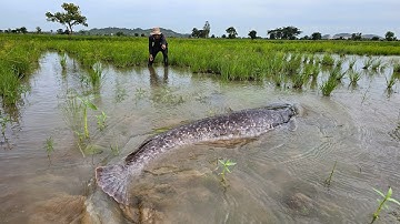 Unbelievable Catfish Harvest! Hundreds of Fish Jumping in Shallow Water!