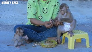 Monkey Kako With Tiny Baby Nina Eating Boiled Peanut