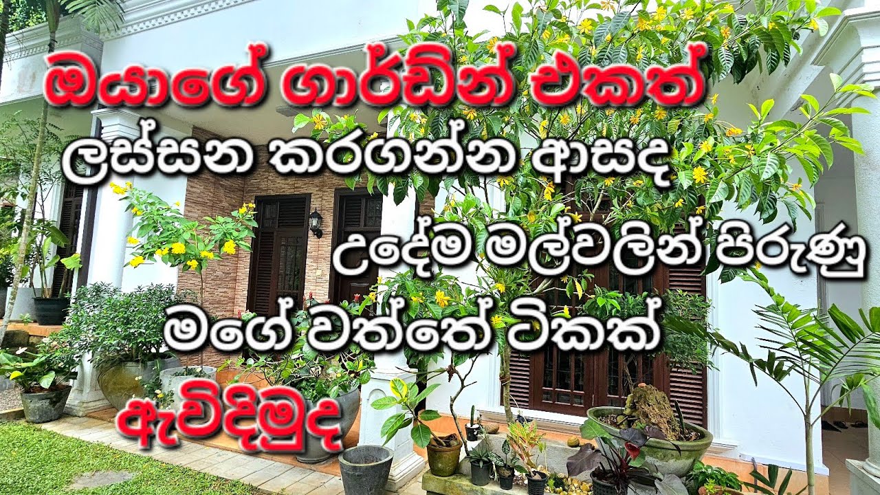 උදේට ලස්සනම ලස්සන මගේ garden එක 😍😍😍