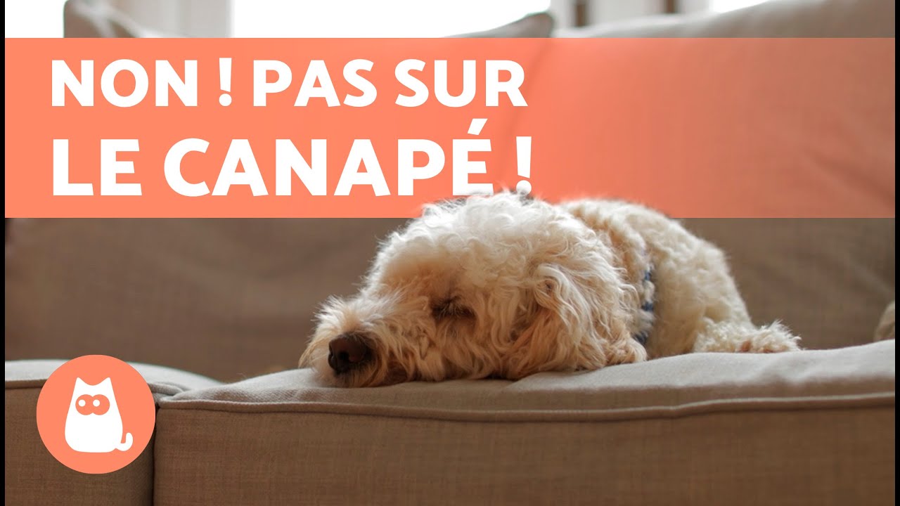 5 techniques pour empêcher son chien de monter sur le canapé