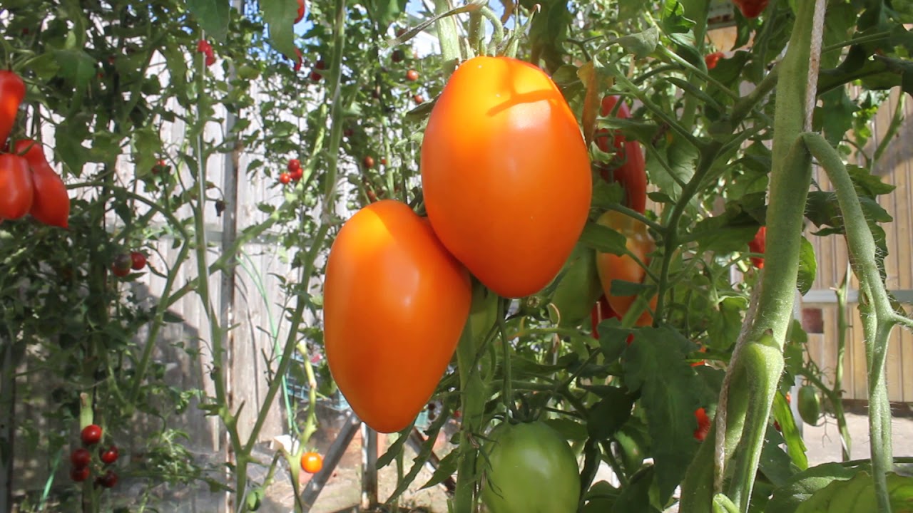 Калькутта томат Калькутта томат