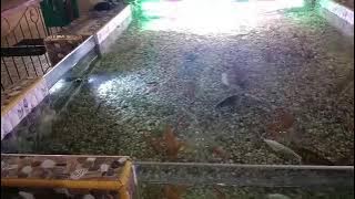 STATUS WA TERBAIK, KOLAM IKAN TERINDAH MALAM HARI