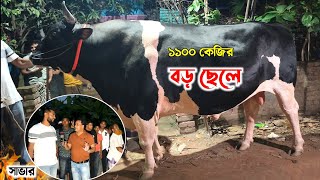 ১১০০ কেজি ওজনের প্রান্তিক খামারীর অনেক শখের হাতির সাইজের গরু "বড় ছেলে" qurbani cow price 2024