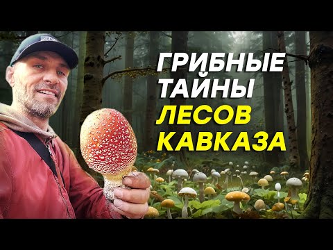 🌲✨ Удивительные тайны леса: как грибы преобразуют природу и повышают тестостерон 🌿🍄