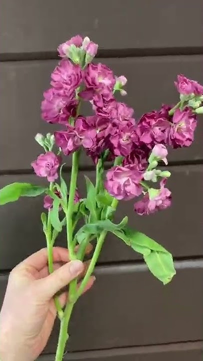 Выгодно и красиво. Ночная фиалка в цветочной композиции. Маттиола ...