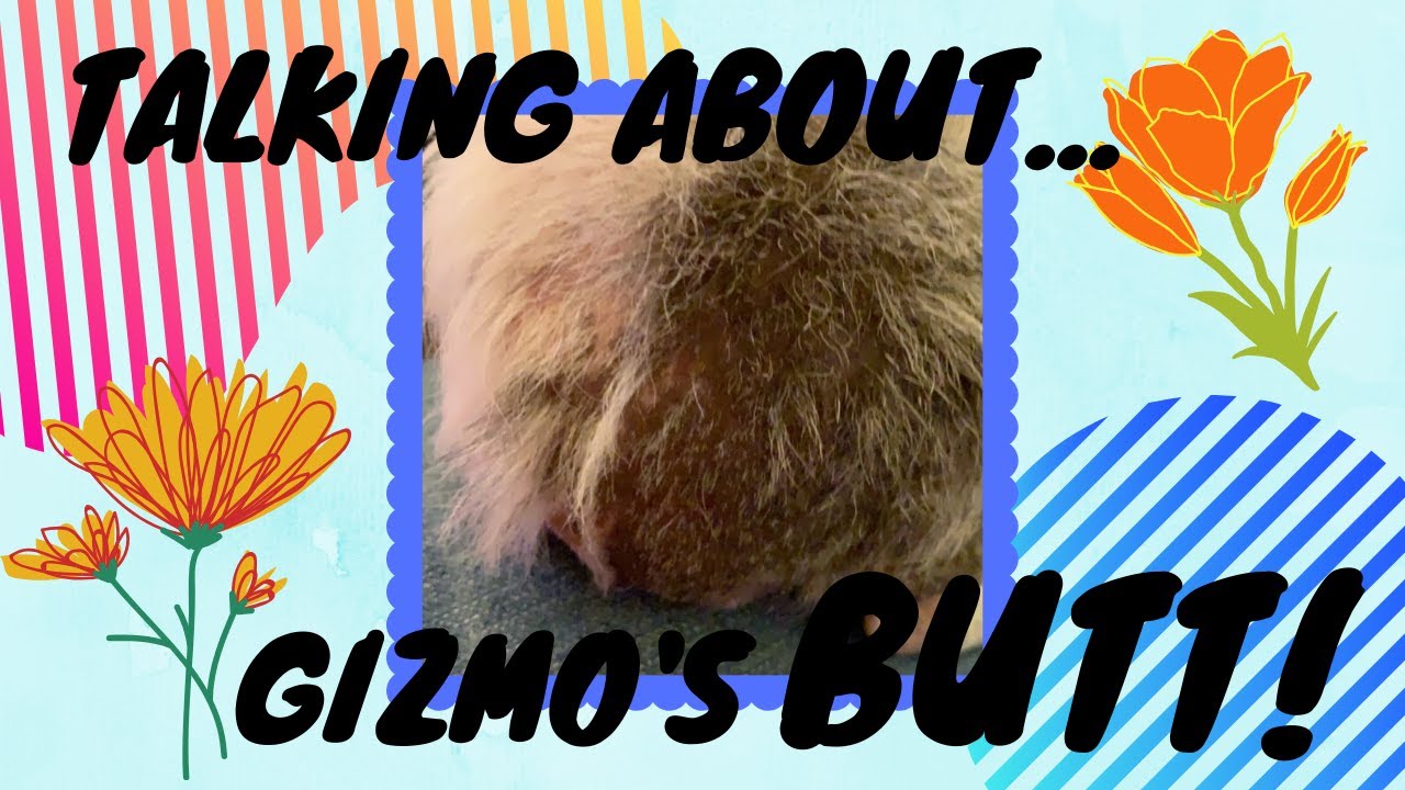 Gizmo’s Butt.... guinea pig hair loss