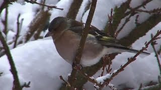 Vögel und ihre Stimmen - Buchfink