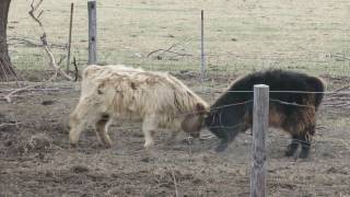 Young Highland Cattle Playing. by EuroTravelerYea 28 views 7 years ago 1 minute, 33 seconds