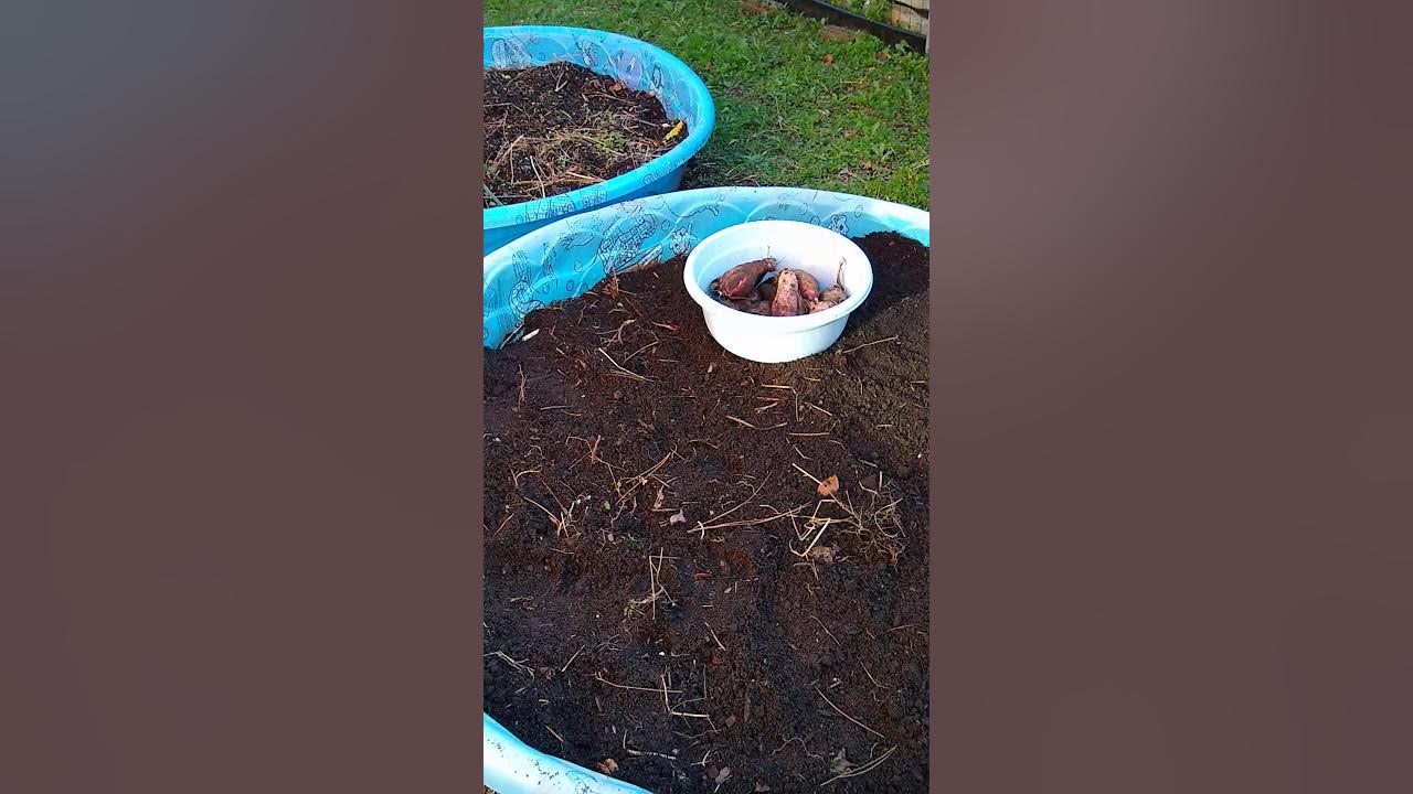 Growing sweet potatoes and yams in a kiddie pool YouTube