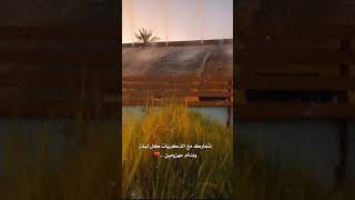 قديم الذكريات  اداء ماجد خضير